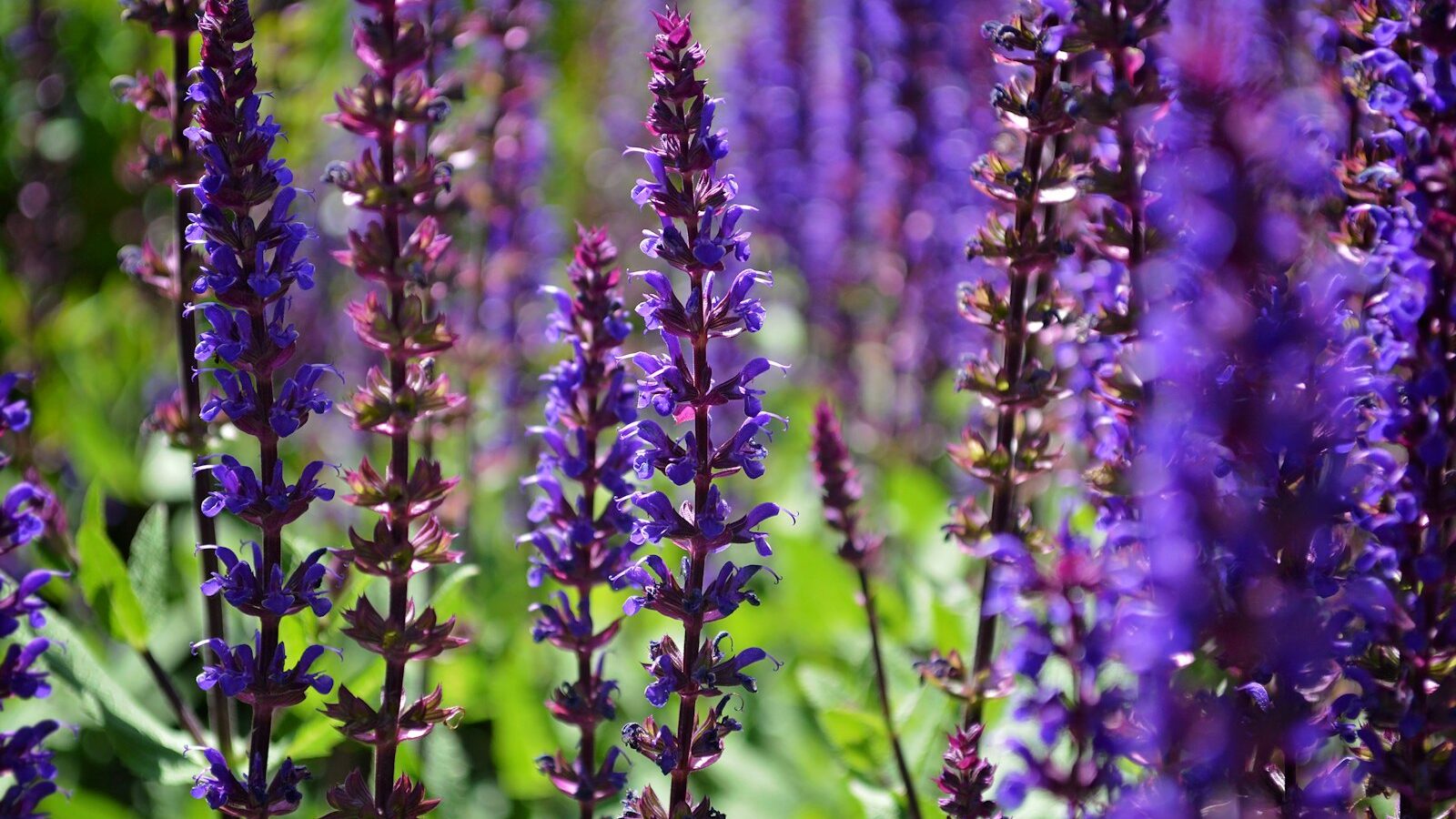 purple flowers in tilt shift lens