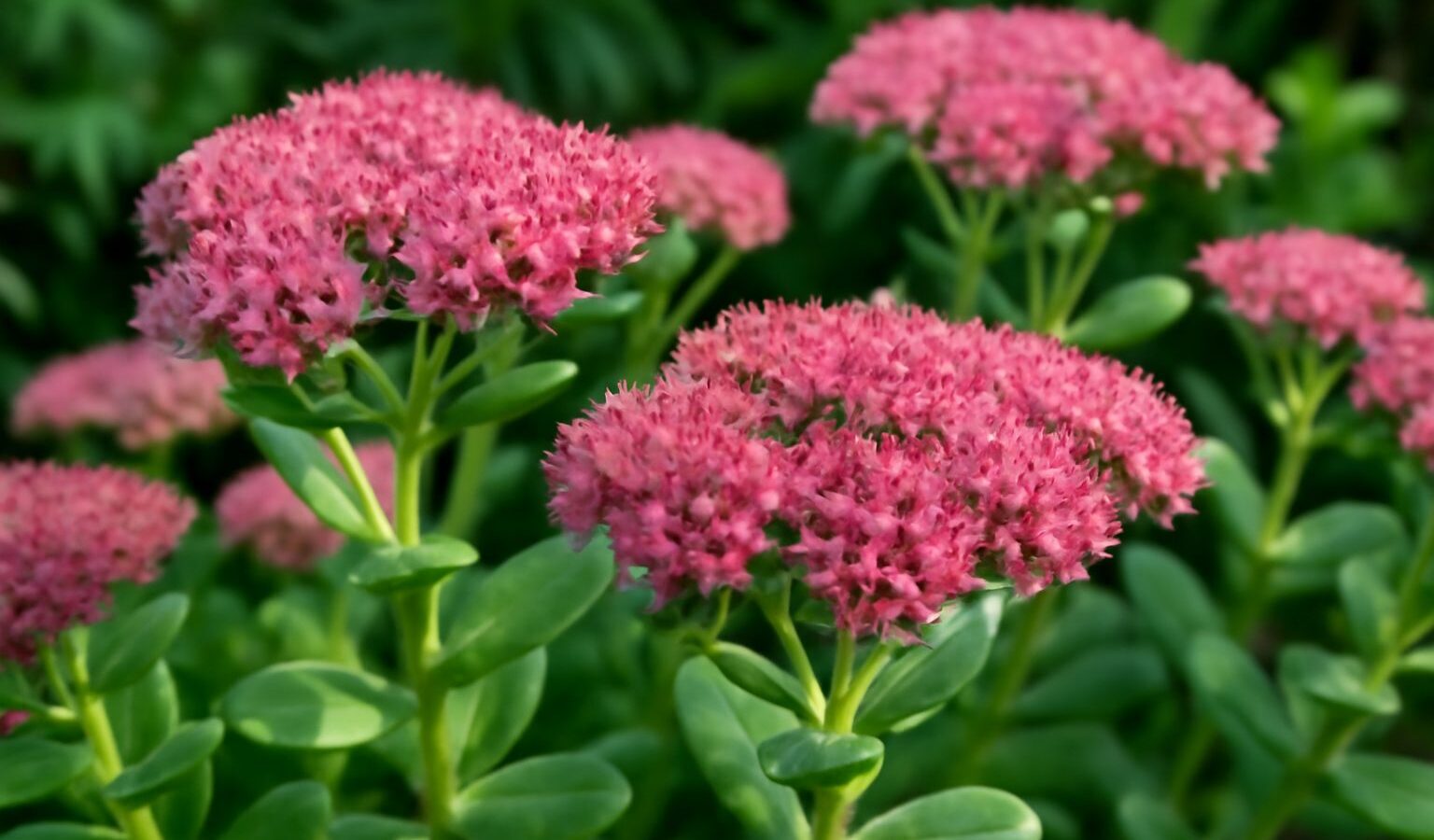 sedum succulent flowers