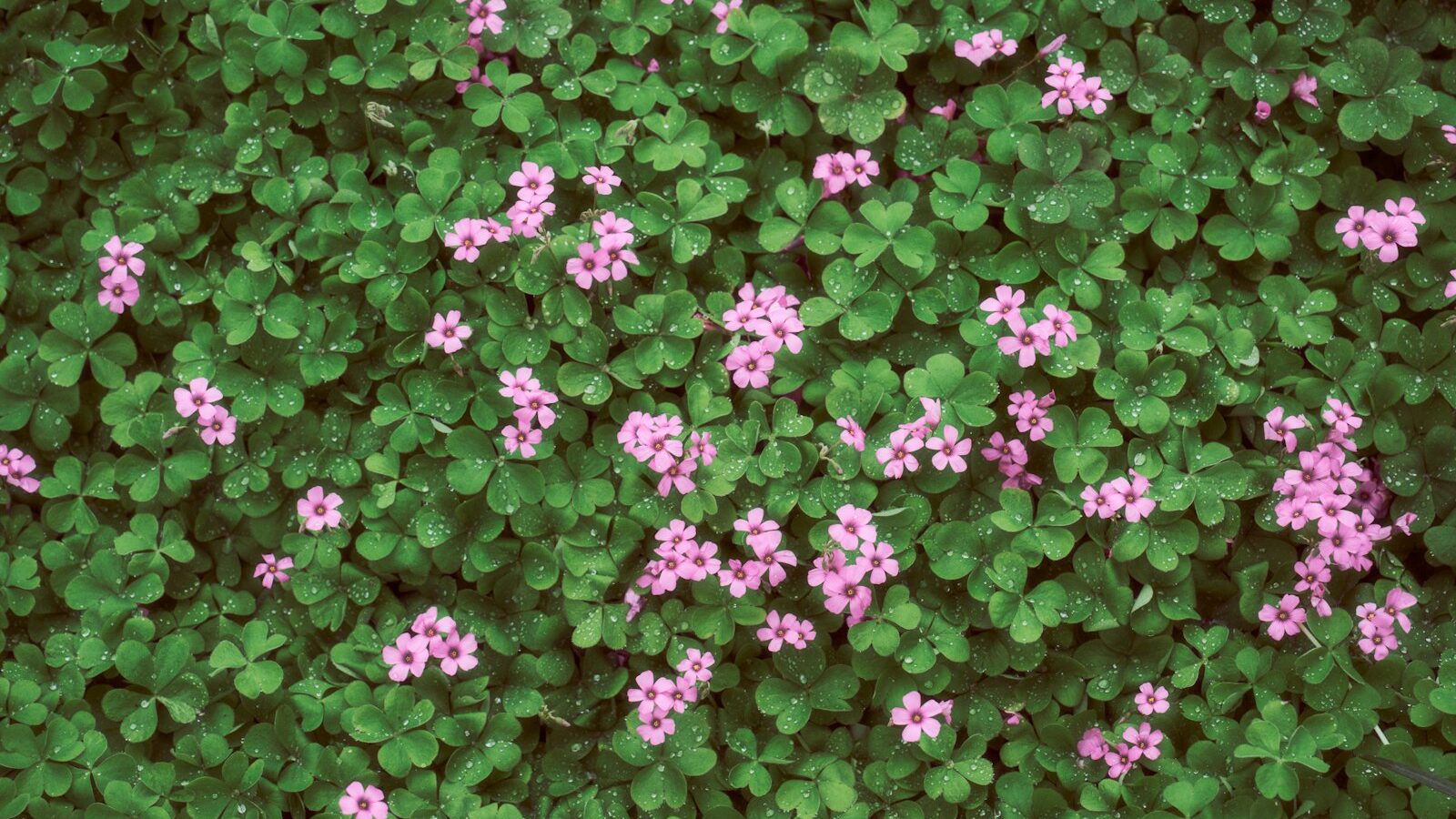 A dense carpet of green clover with small pink flowers.