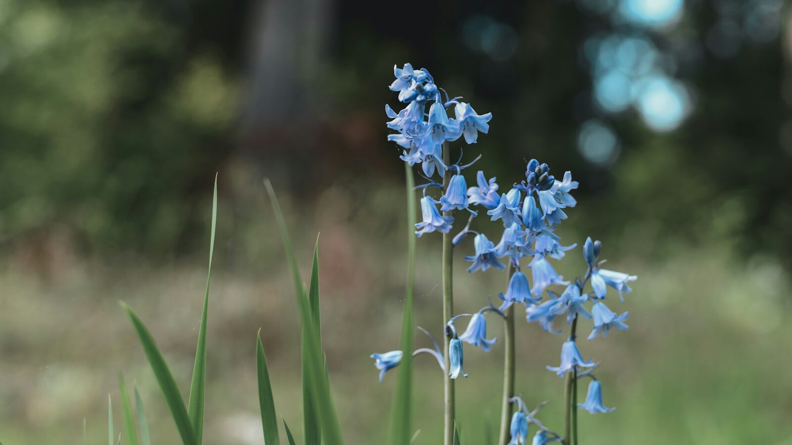 Close-up of delicate bluebells blooming in a forest