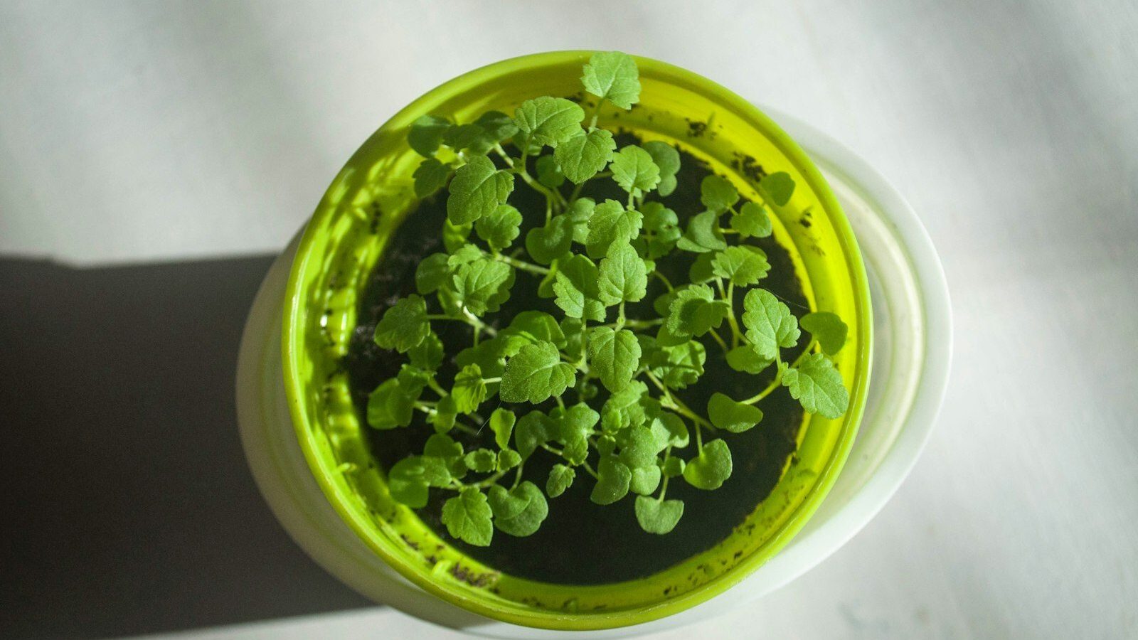 a small green plant in a yellow cup