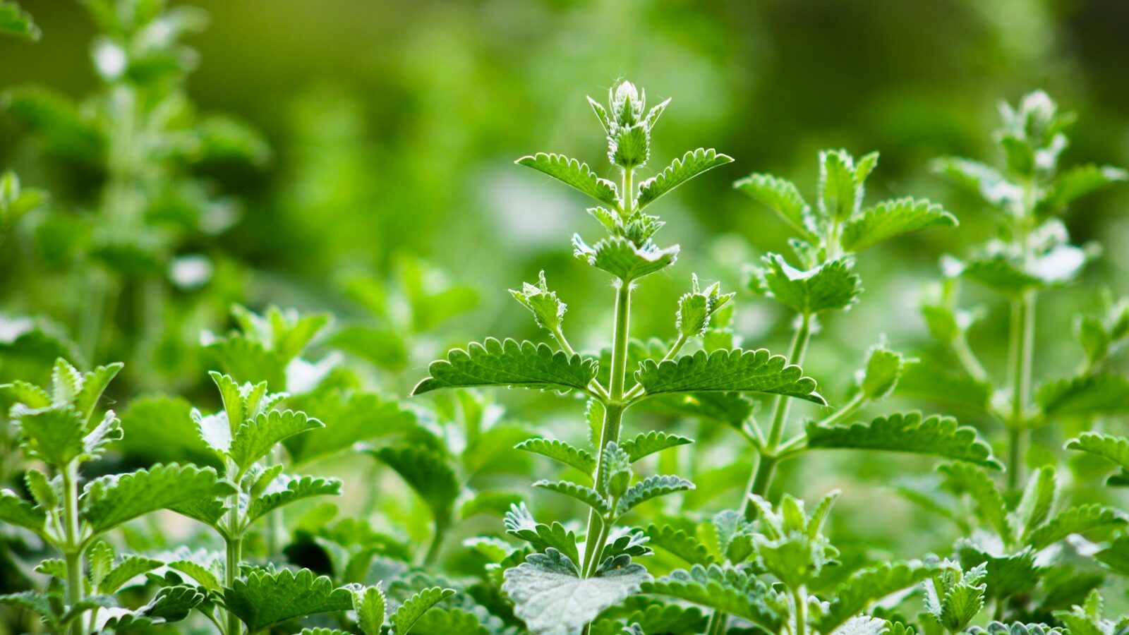 a close up of a plant with green leaves
