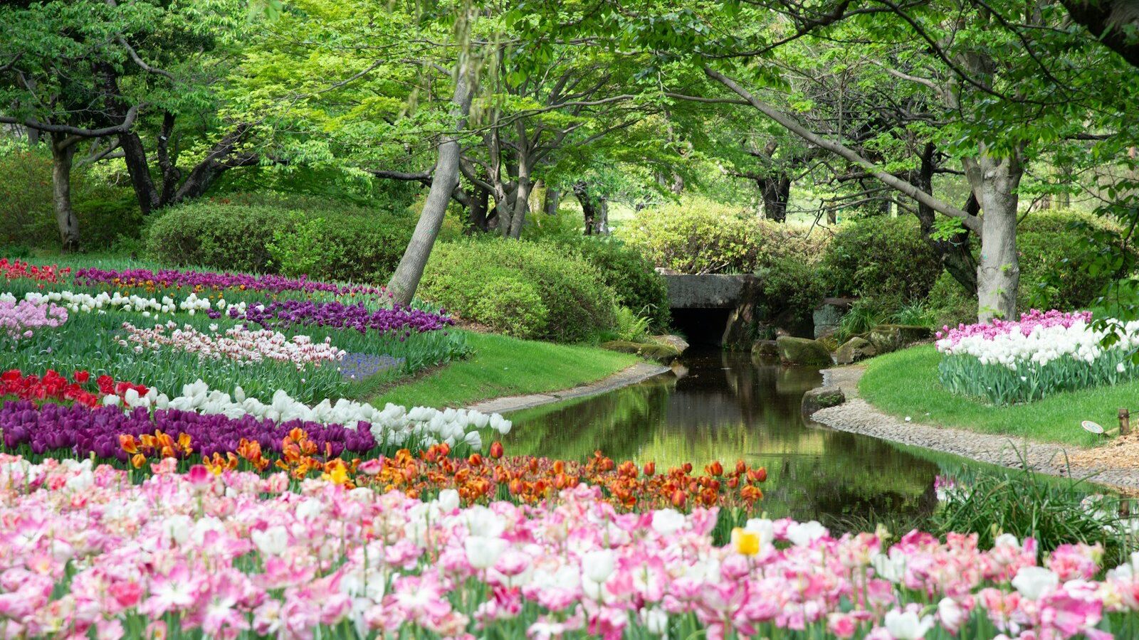 purple flowers near green trees and river during daytime