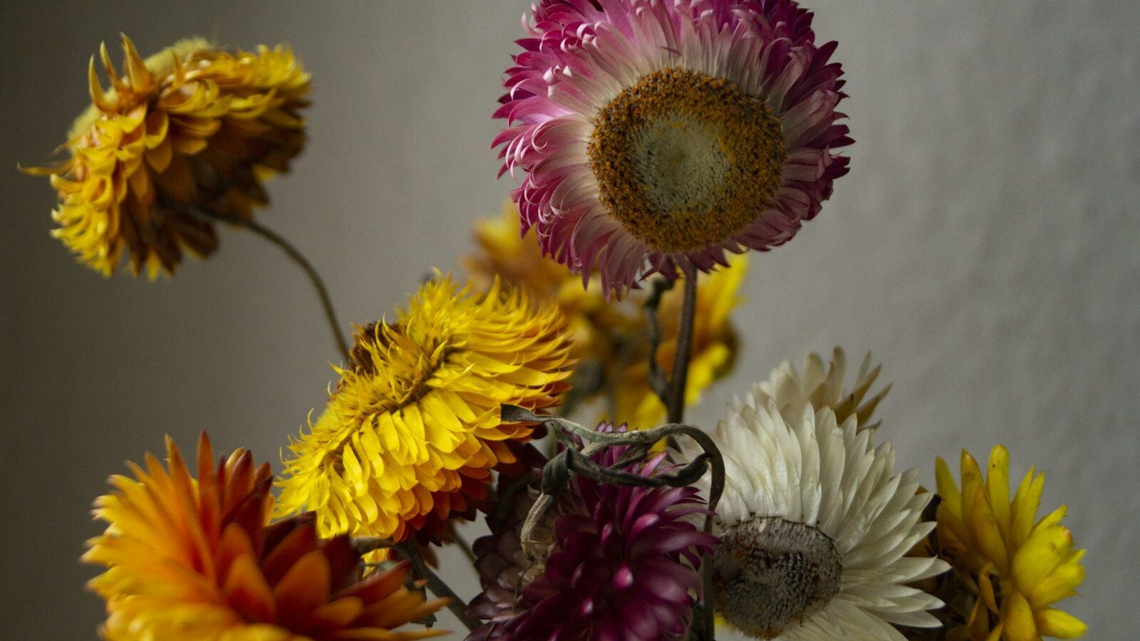 yellow and pink flower in close up photography