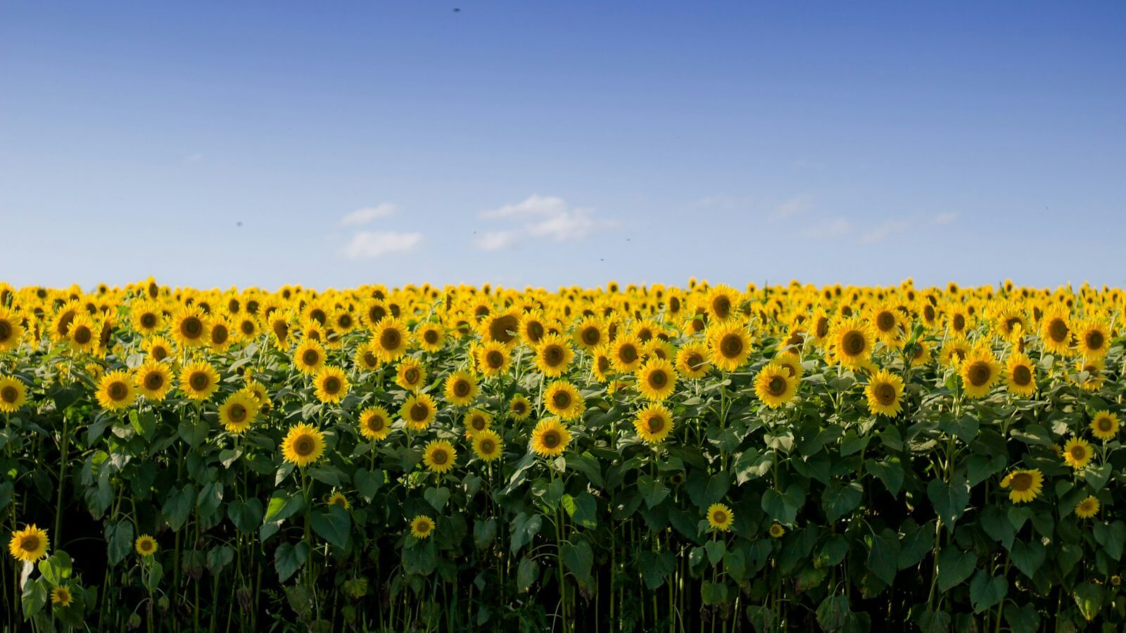 yellow sunflower field under blue sky