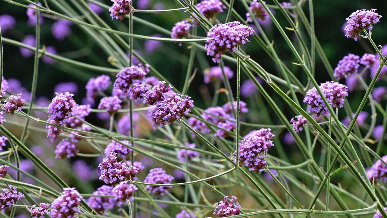 a close up of purple flowers