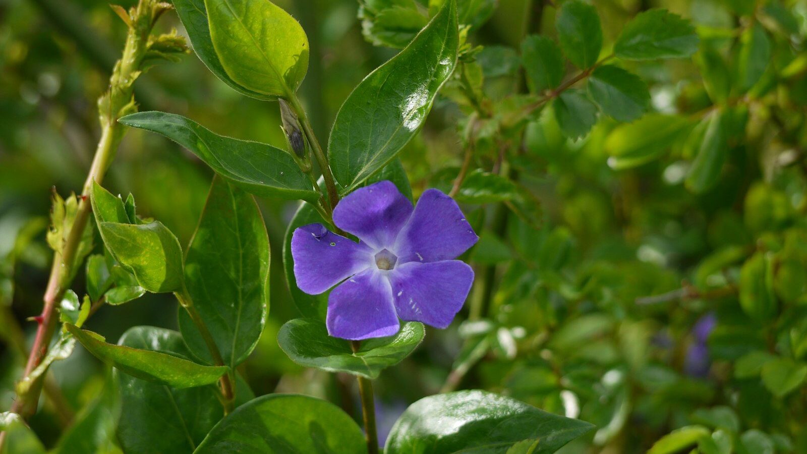 a purple flower with green leaves in the background