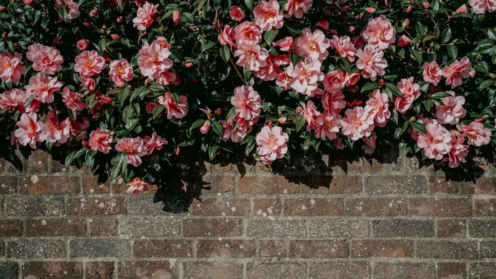 a brick wall with pink flowers growing on it