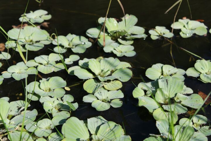 Green water lettuce plants floating on dark water.