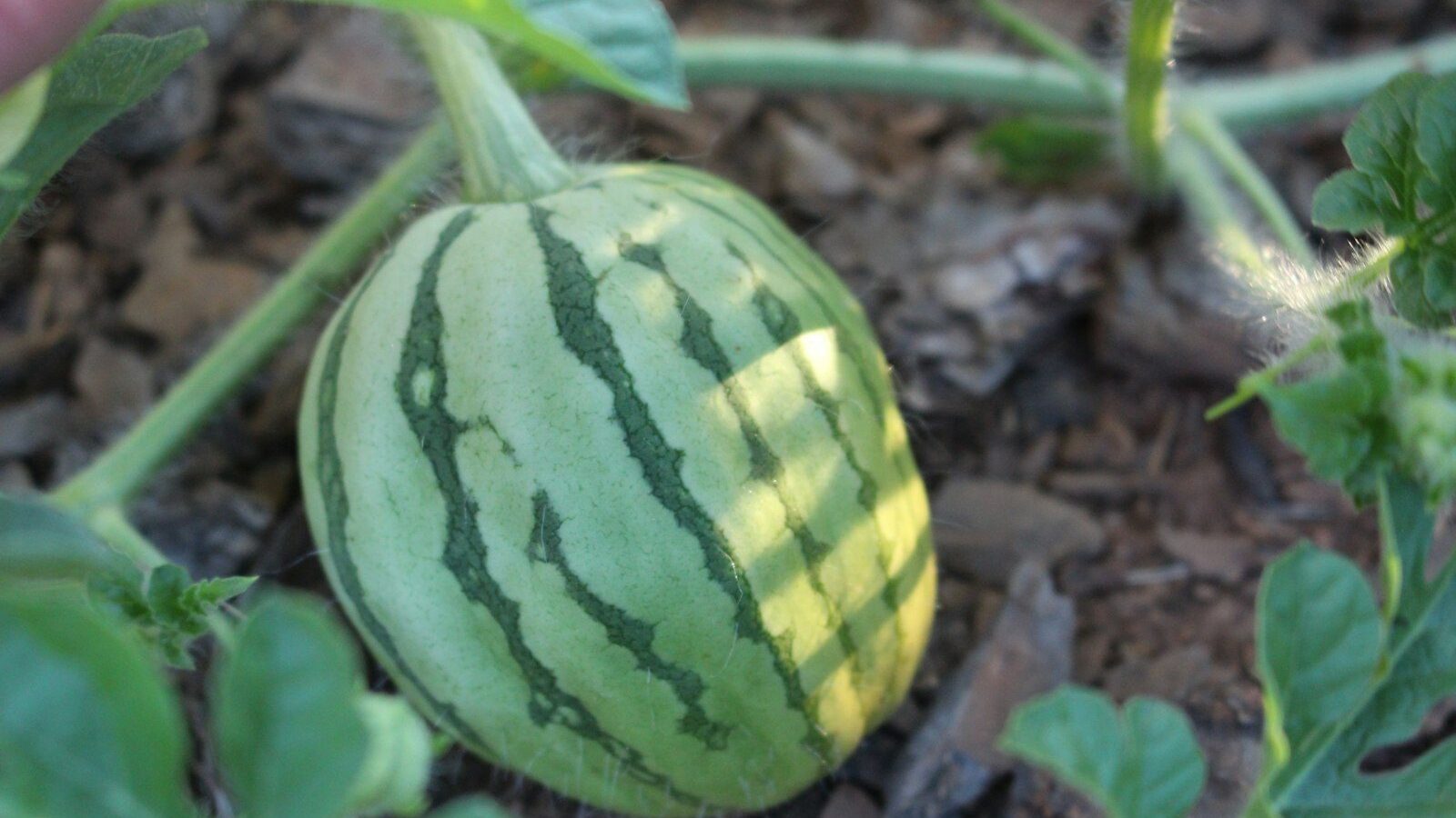 Read Watermelon How to Grow Watermelon: Planting to Harvest