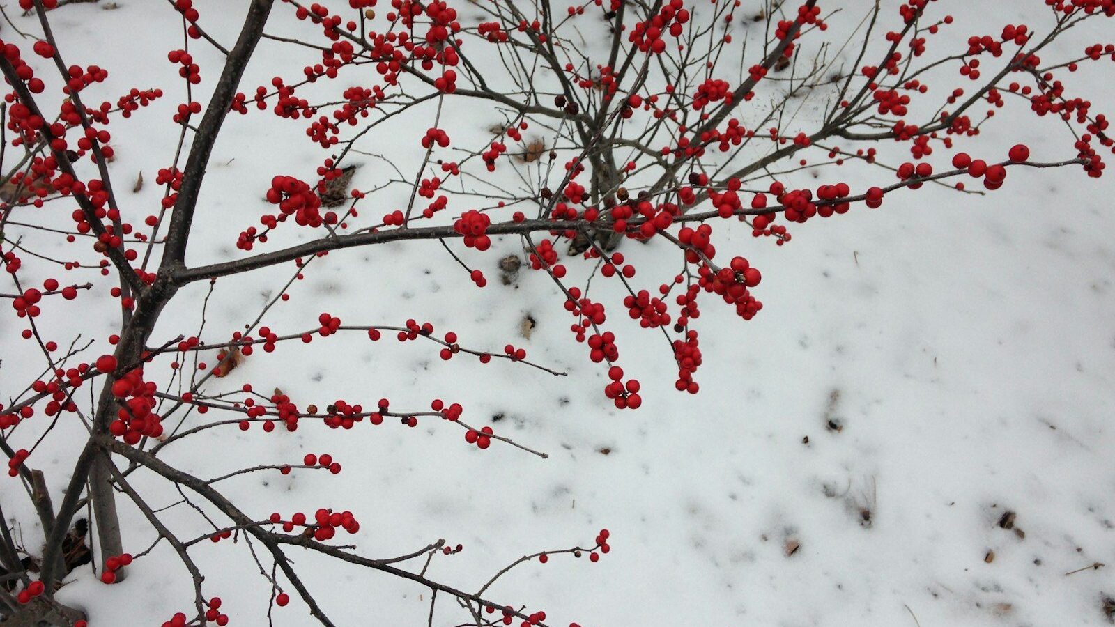 red and white flowers on tree branch