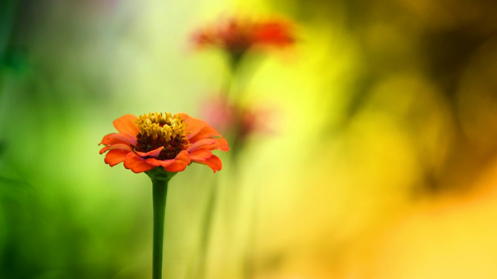 red flower in tilt shift lens