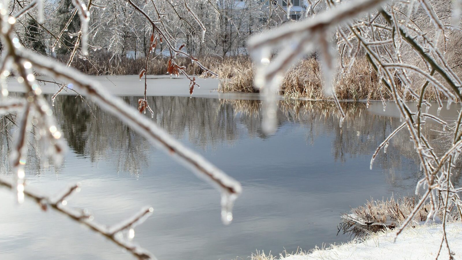 brown leafless tree near body of water during daytime