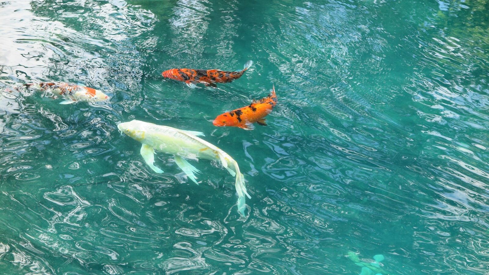 a group of fish swimming in water