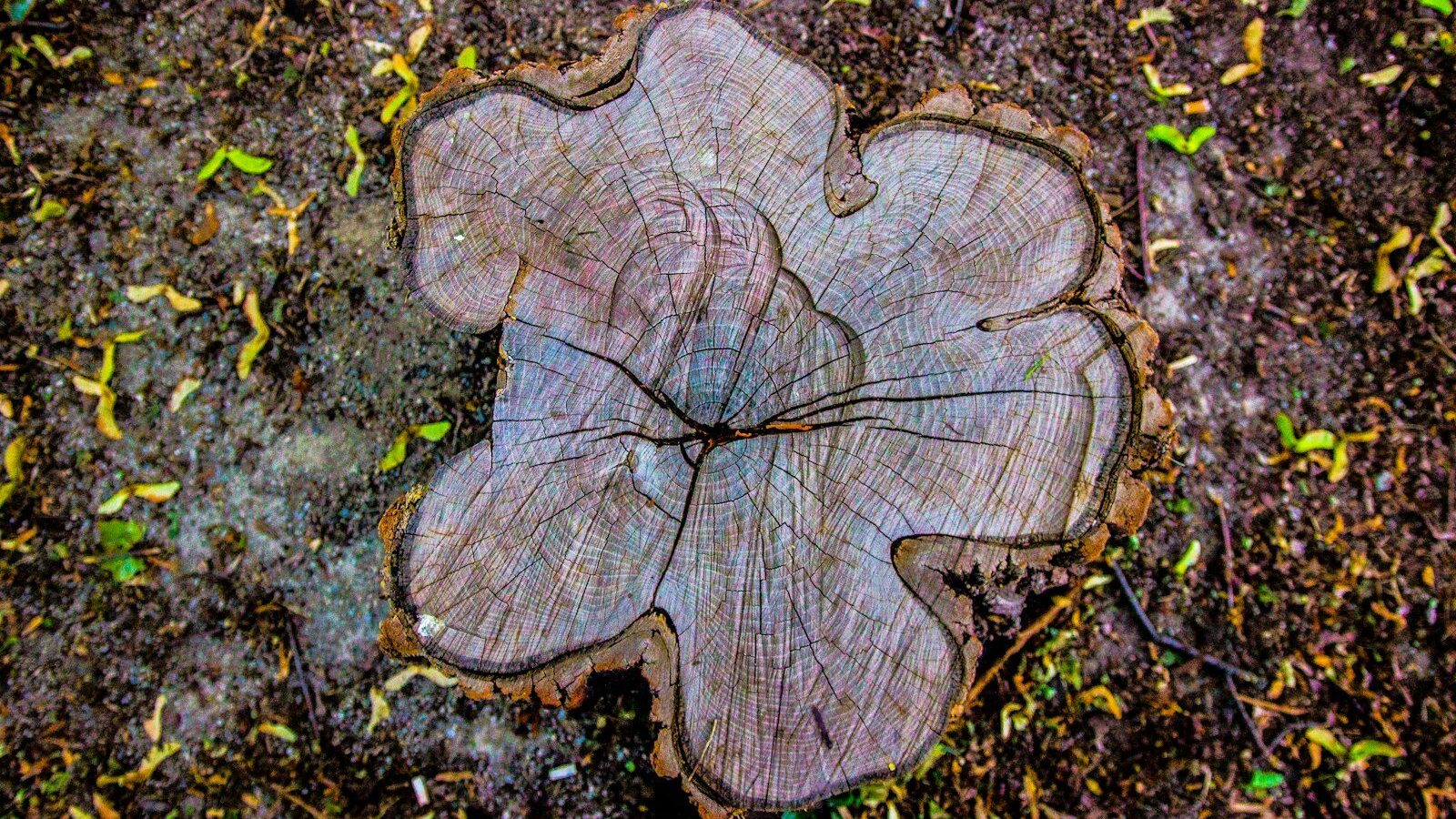 brown tree trunk