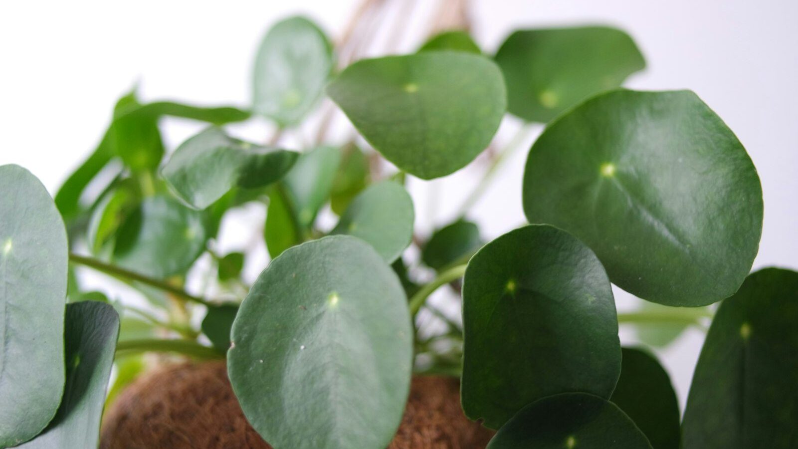 A close up of a plant with green leaves