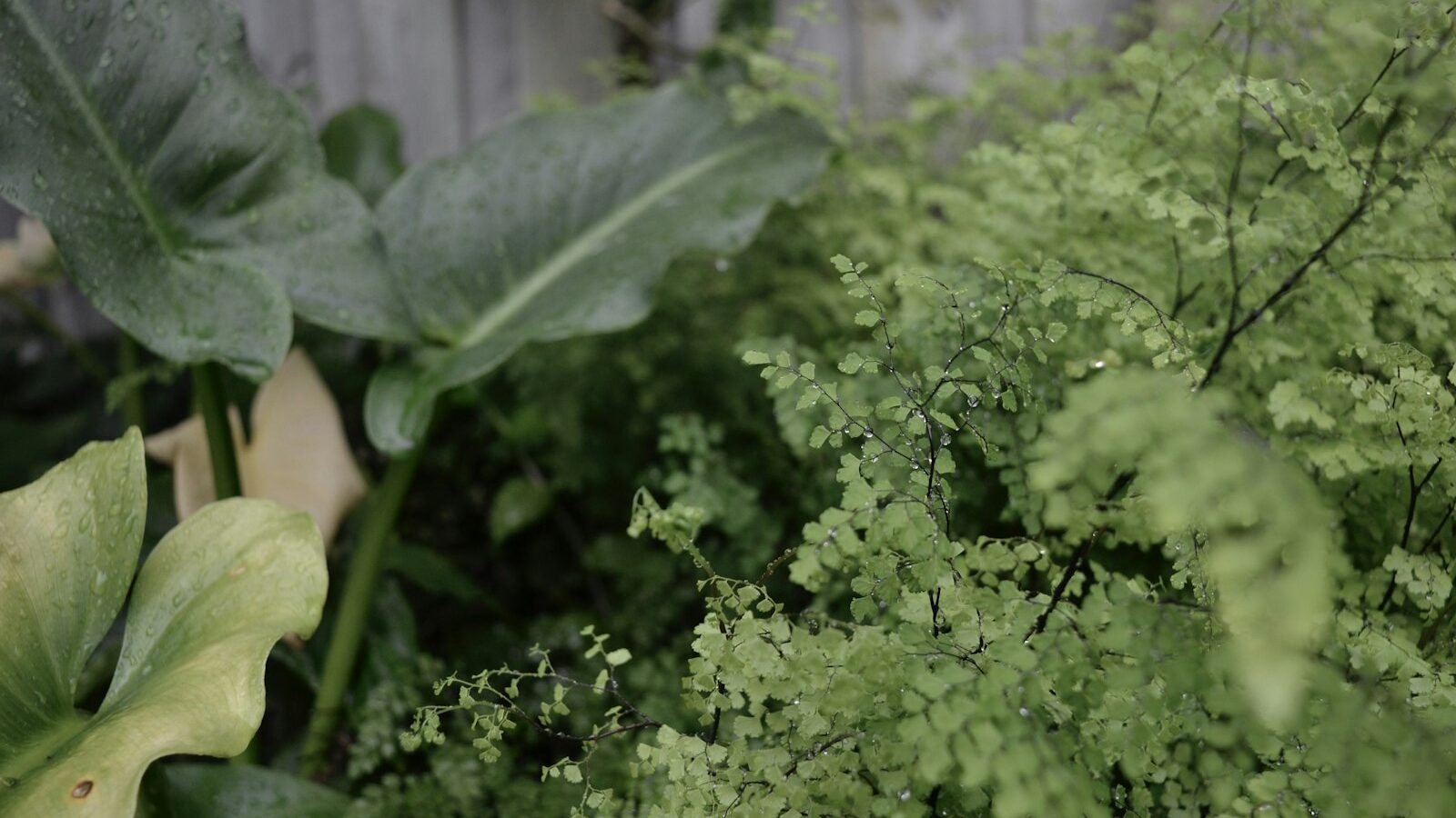 taro plant and green tree
