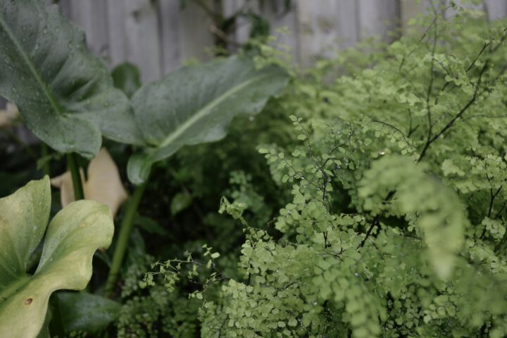 taro plant and green tree