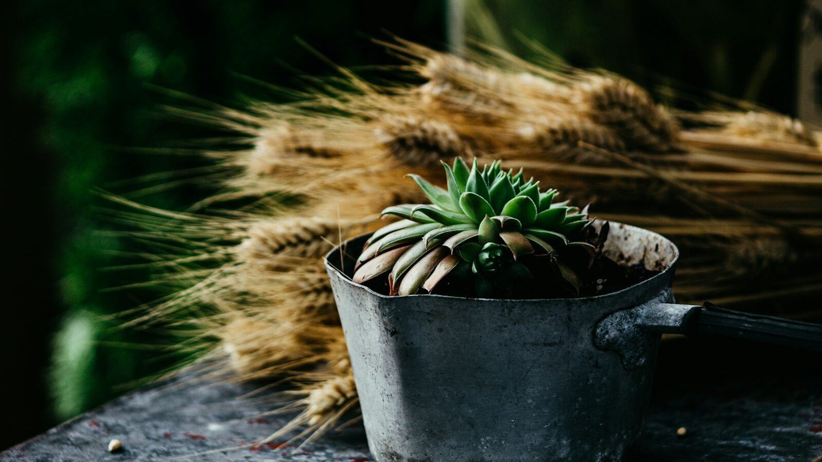 green succulent plant on gray bucket near brown wheat