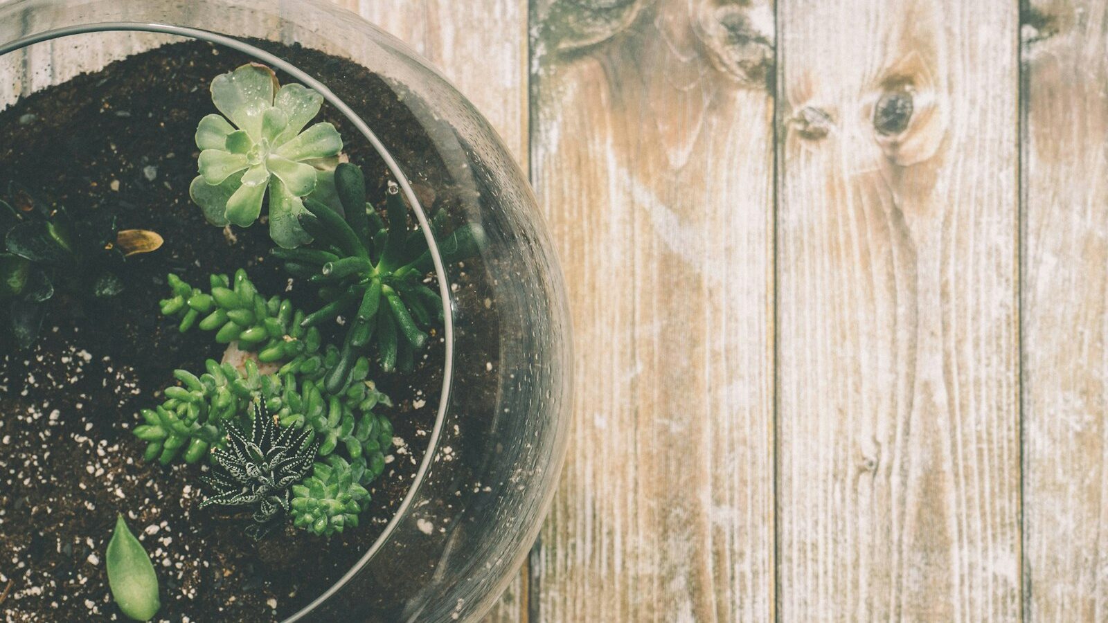 a potted plant sitting on top of a wooden table