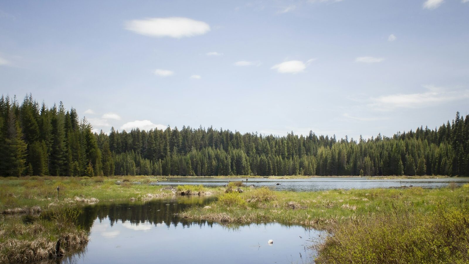 green trees beside river under blue sky during daytime