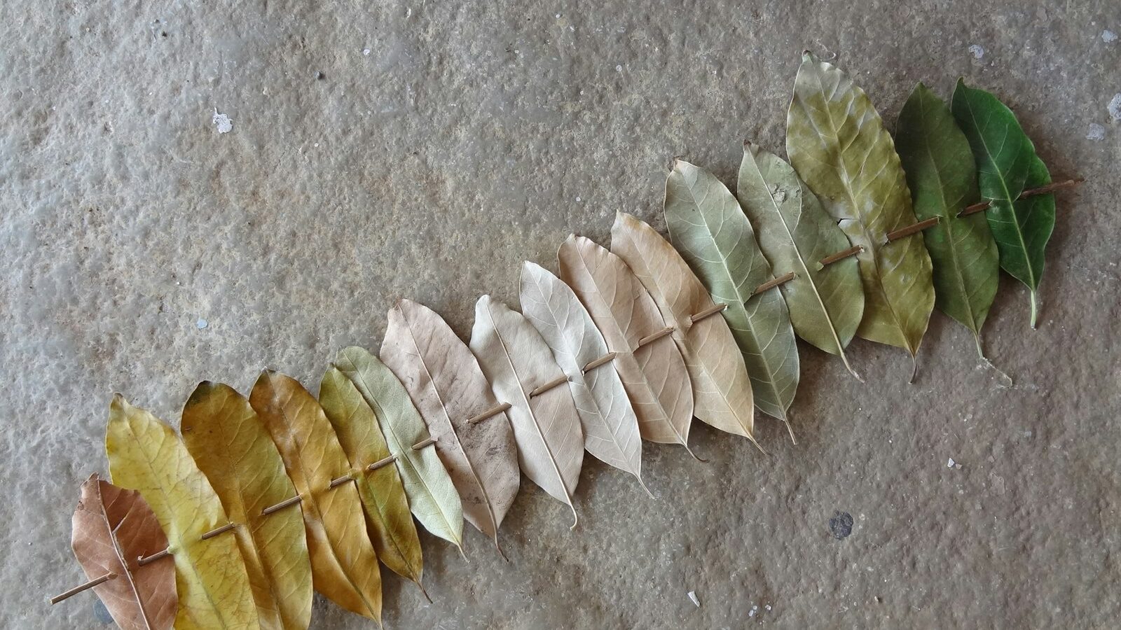 Branch with leaves showing color progression from green to yellow.