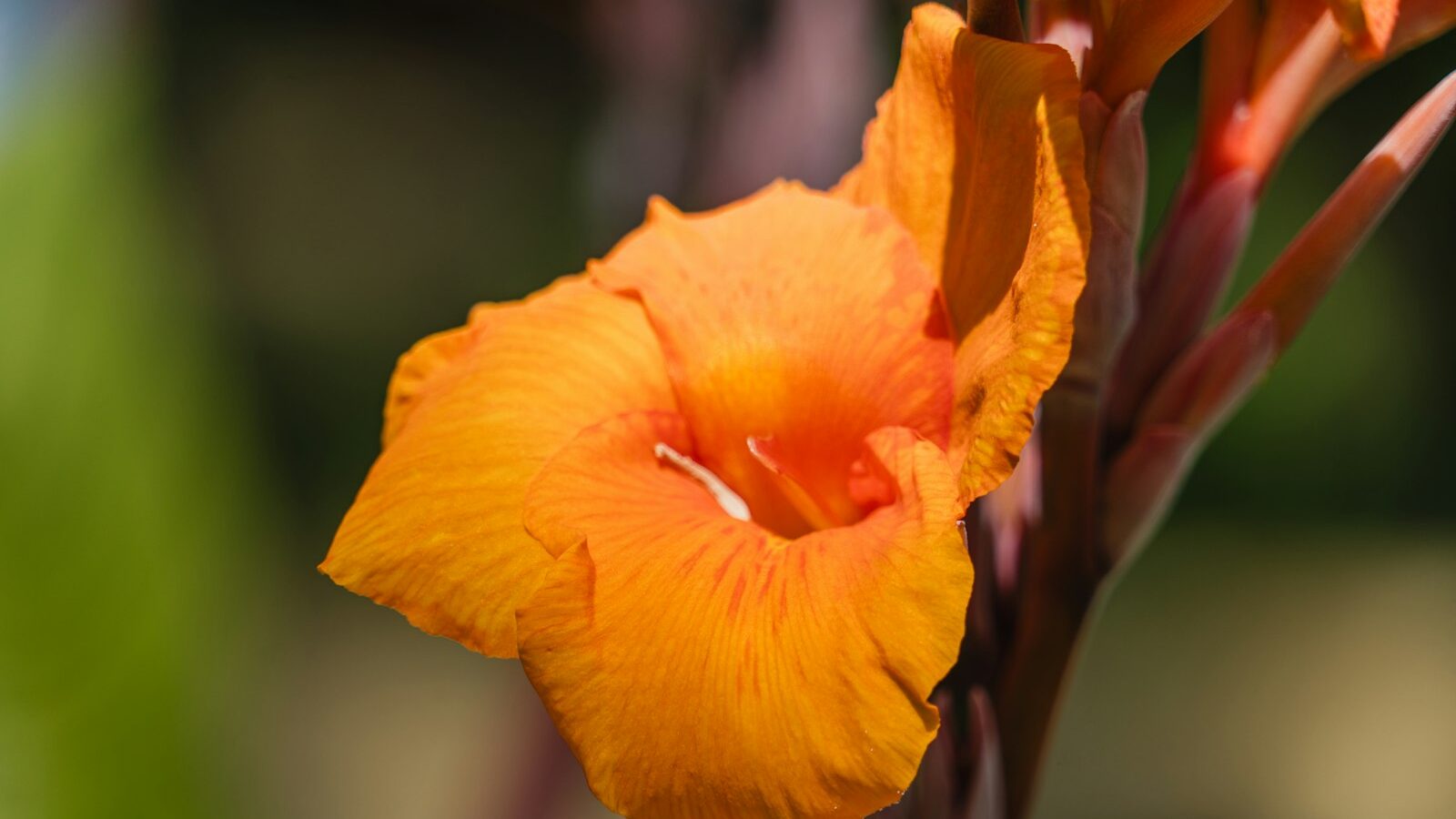 a close up of a flower with a blurry background