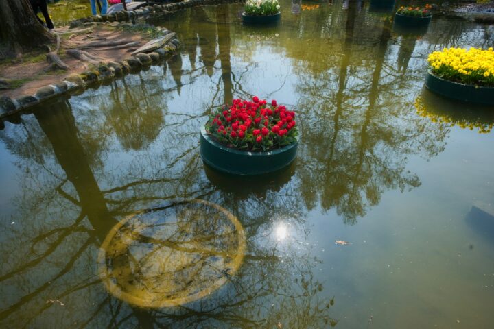 Floating flower pots with red and yellow flowers on water.