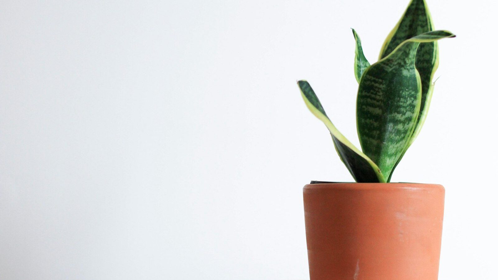 green snake plant on table