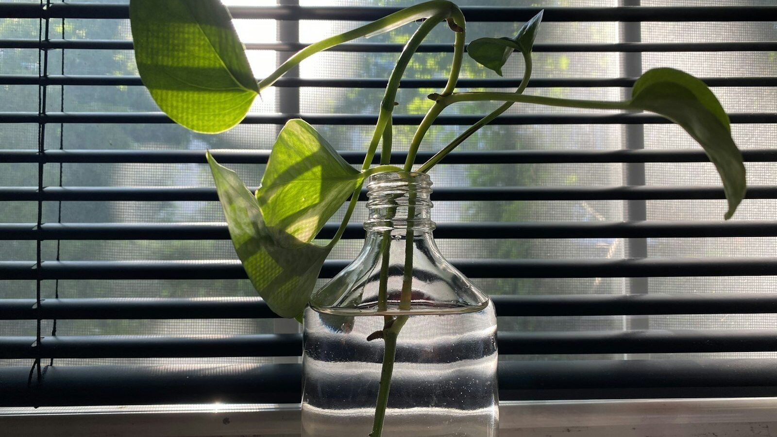 a plant in a glass vase