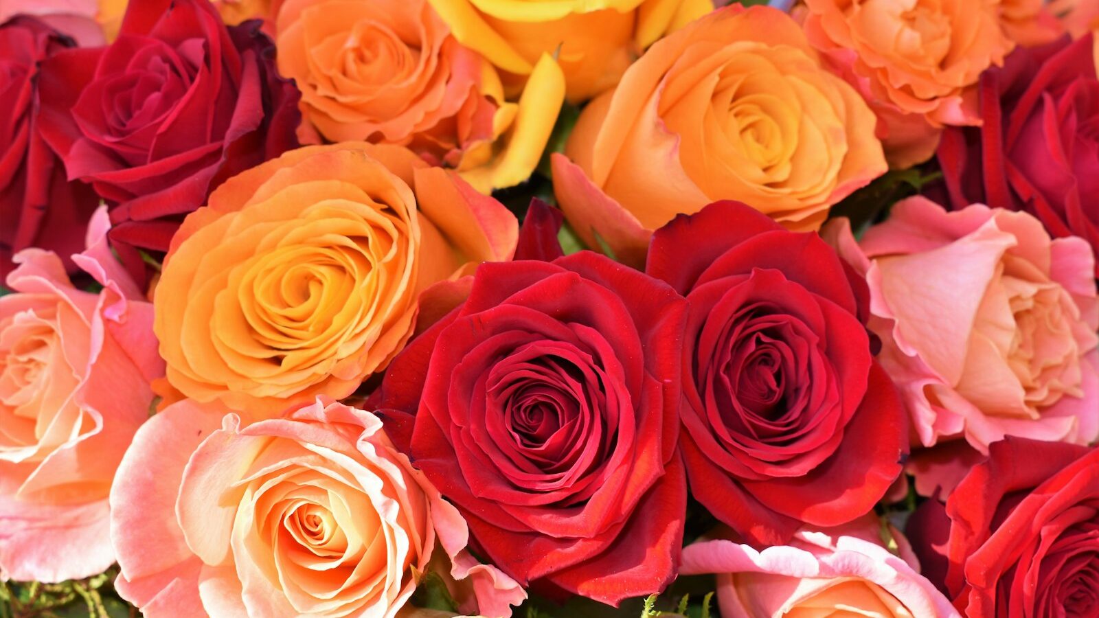 orange, red, and pink rose flower