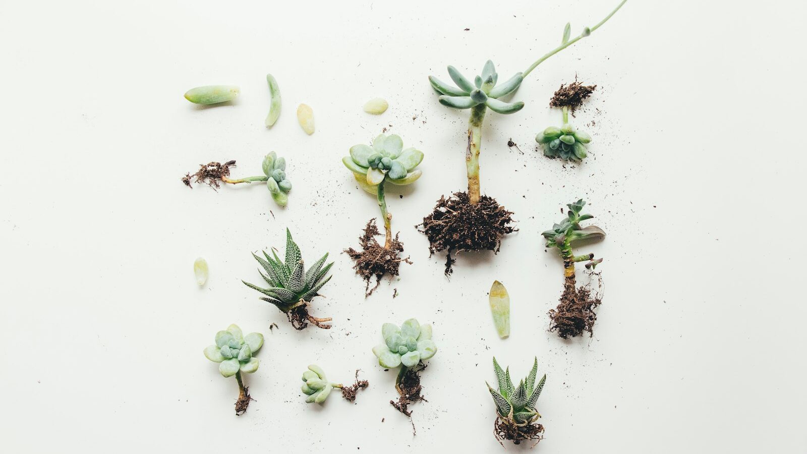 flat lay photo of succulent plant