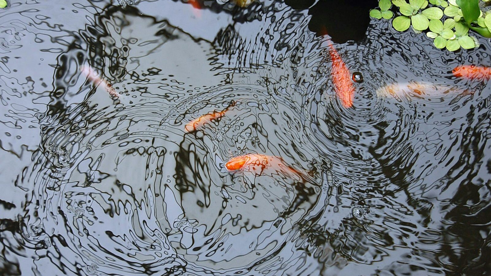 gold fish in water