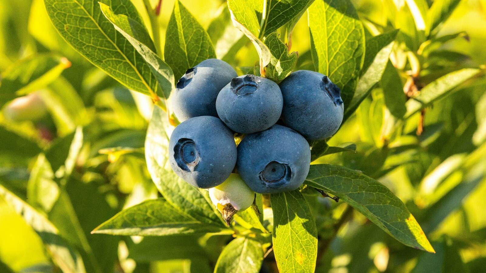 blue round fruits on green leaves