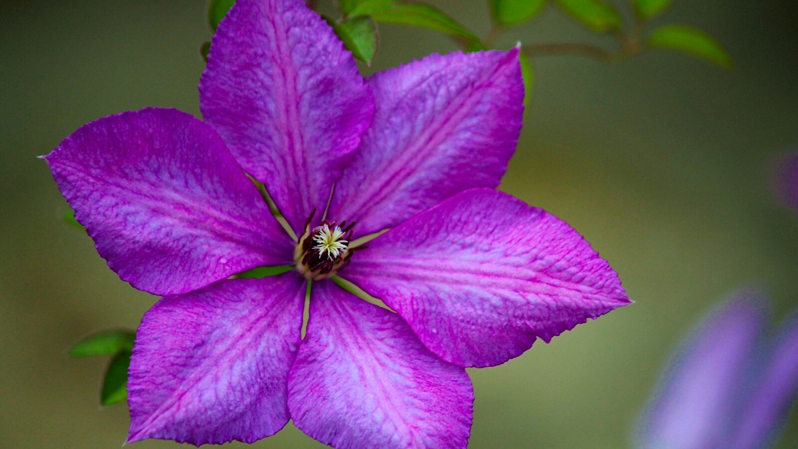 close-up photo of purple petaled flower