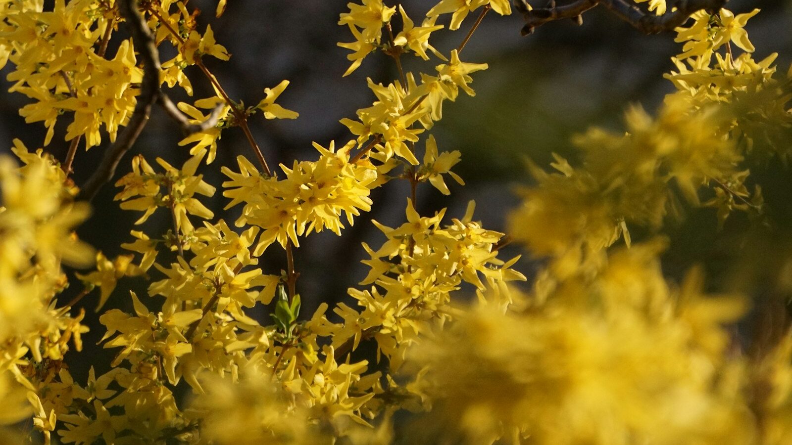 a close up of a tree with yellow flowers