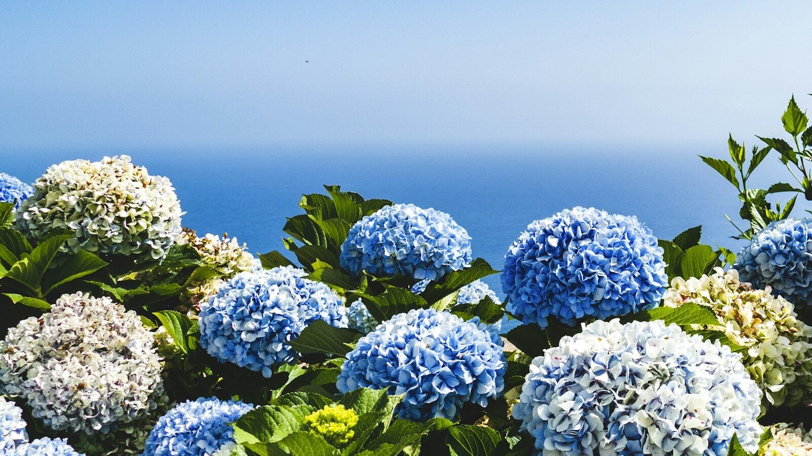 blue and yellow petaled flowers under blue sky