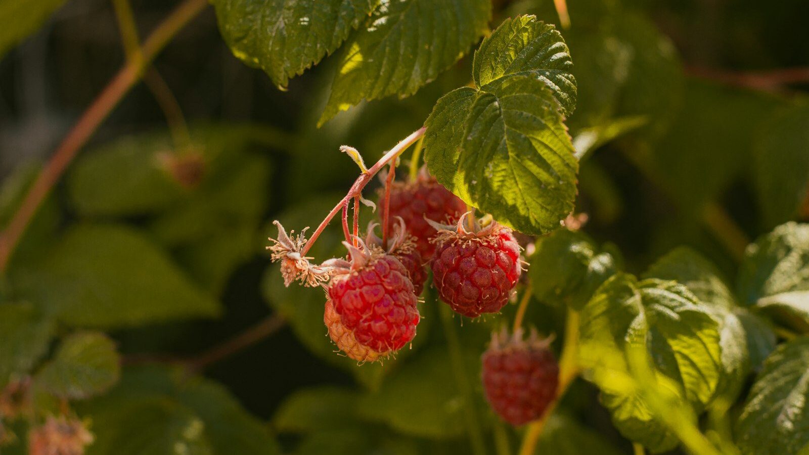 raspberries growing on a bush in the sun