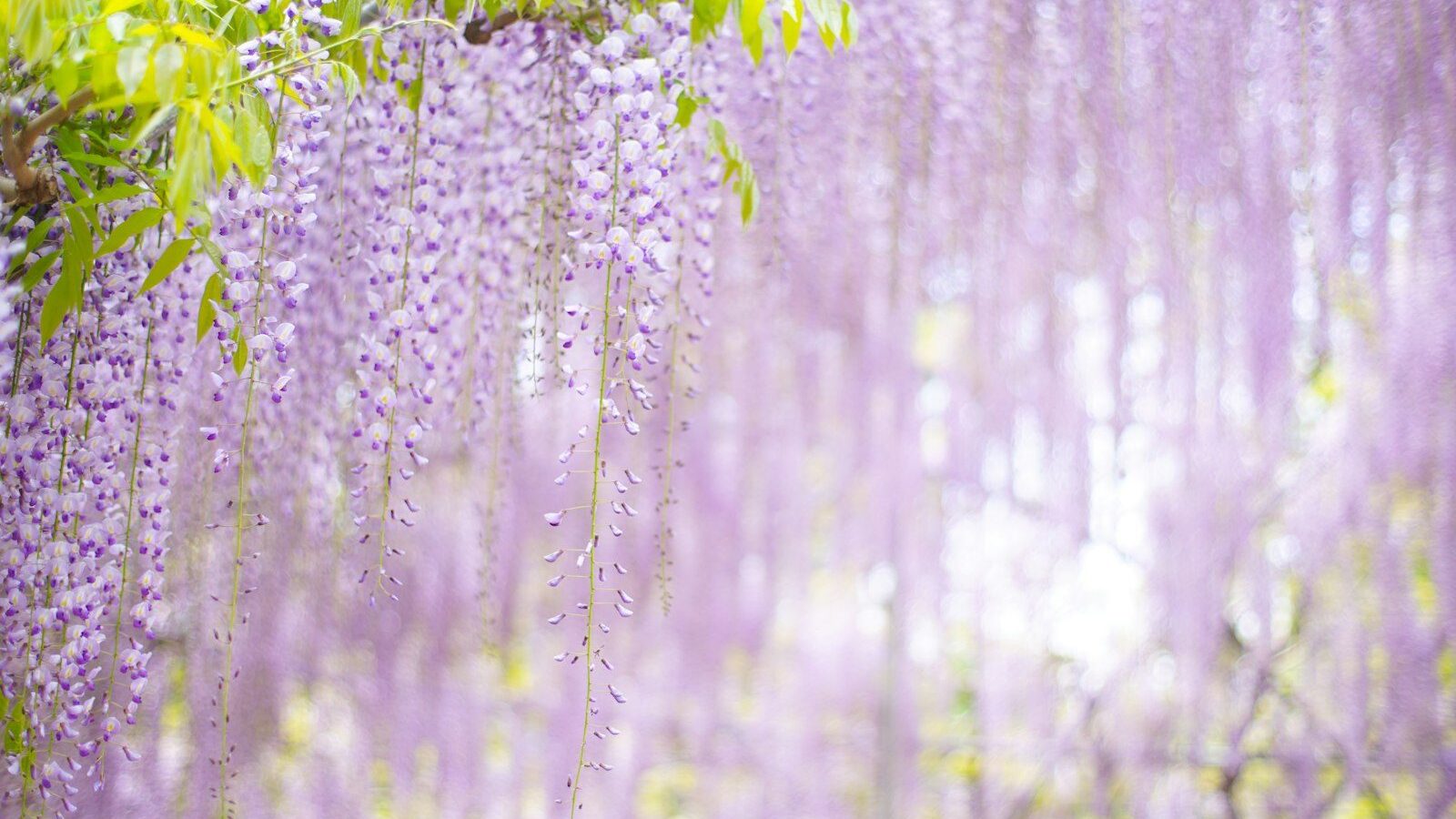 purple flowers in forest during daytime