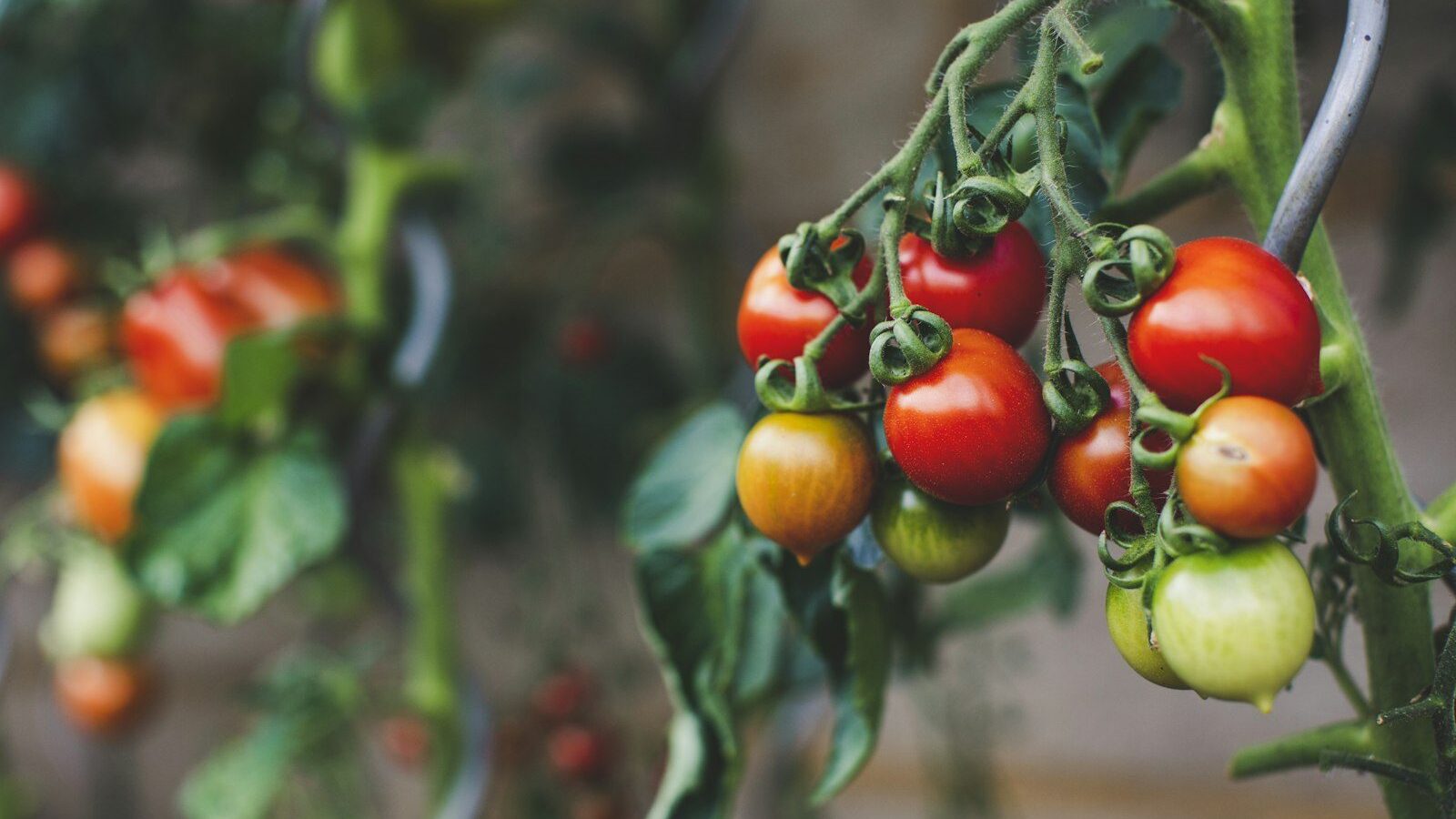 red and green oval fruits