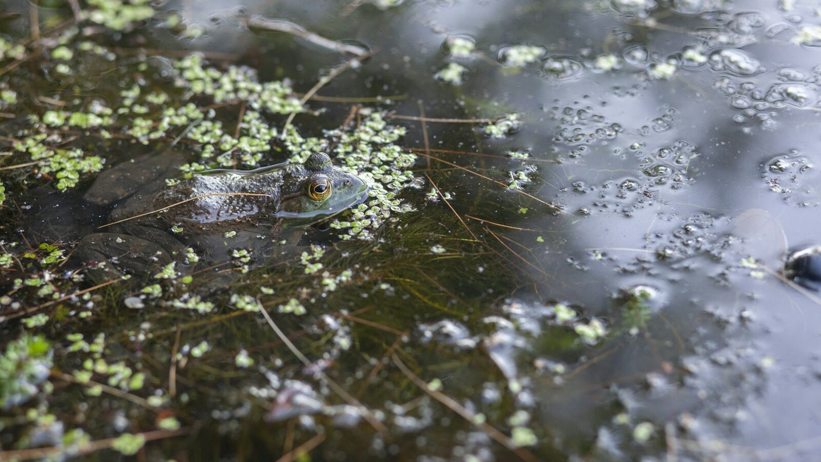 green frog on water during daytime