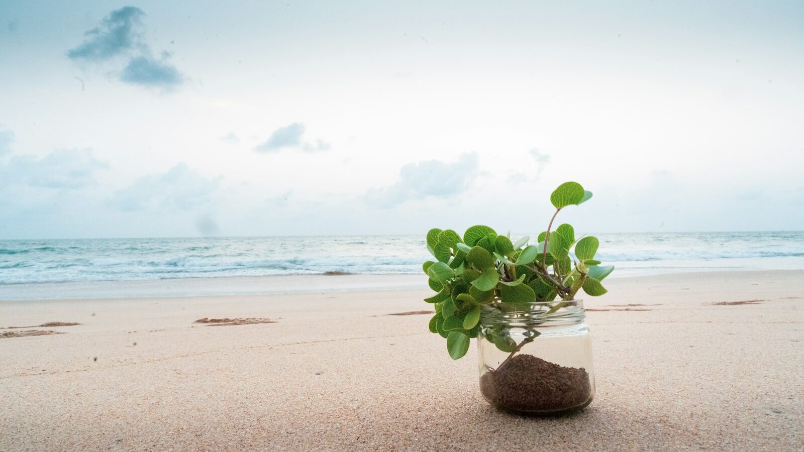 A small plant in a jar on a sandy beach.