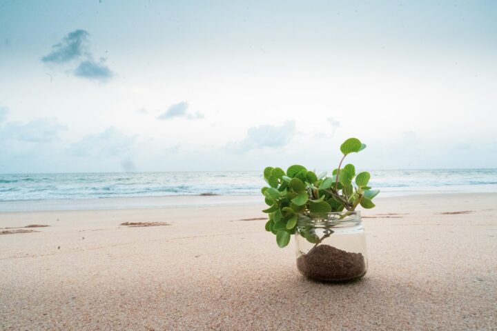 A small plant in a jar on a sandy beach.
