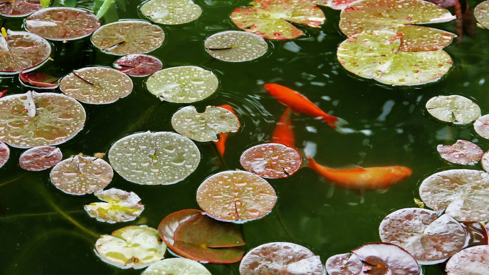 orange koi fish on water