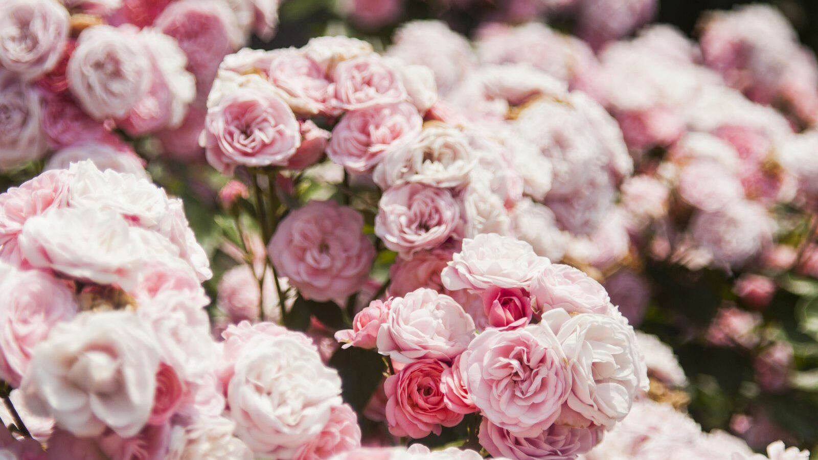 pink roses