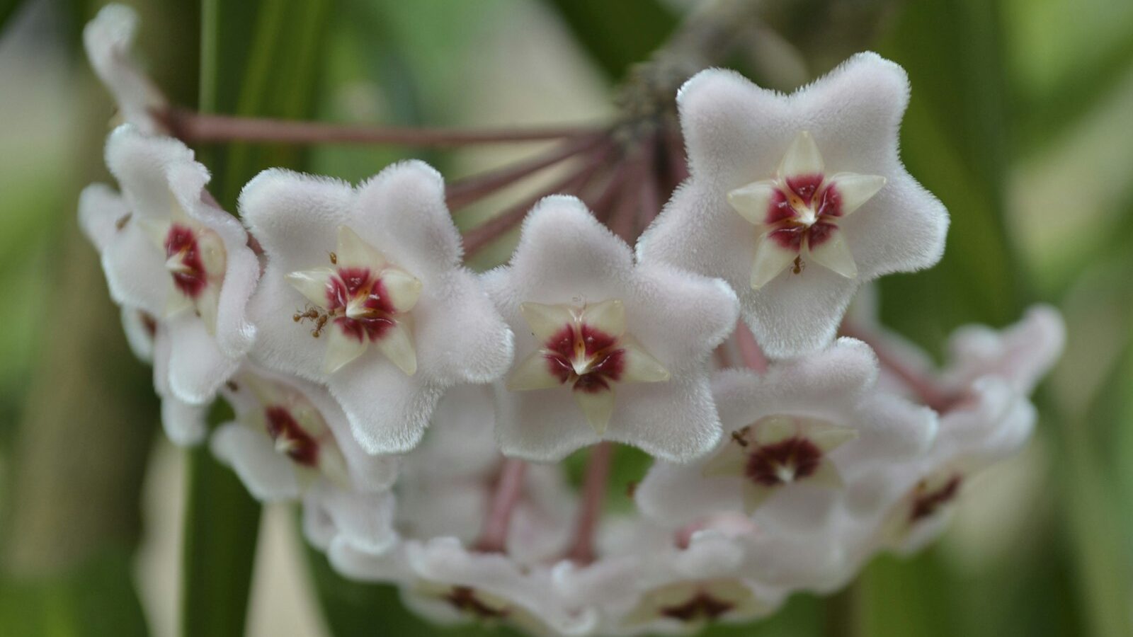 Cluster of delicate pale pink star-shaped flowers