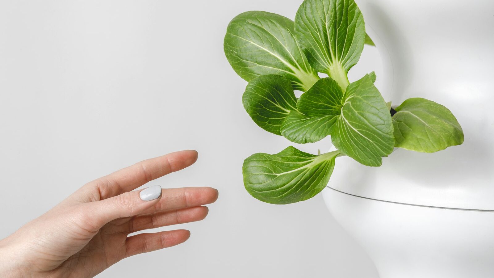 person holding green leaf plant