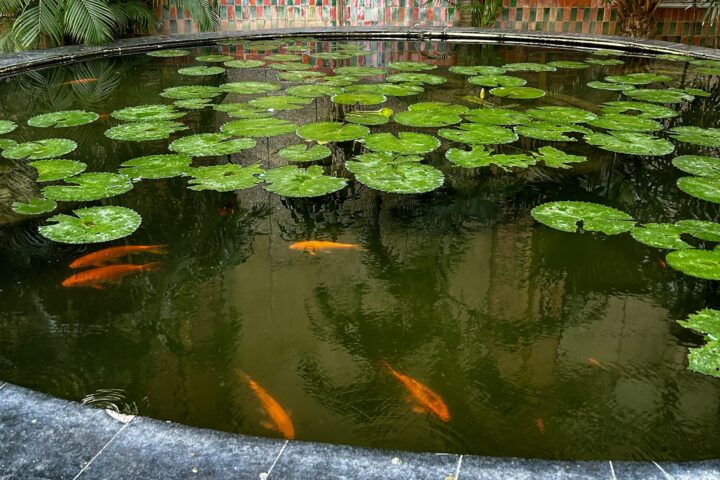 a pond filled with lots of water lilies