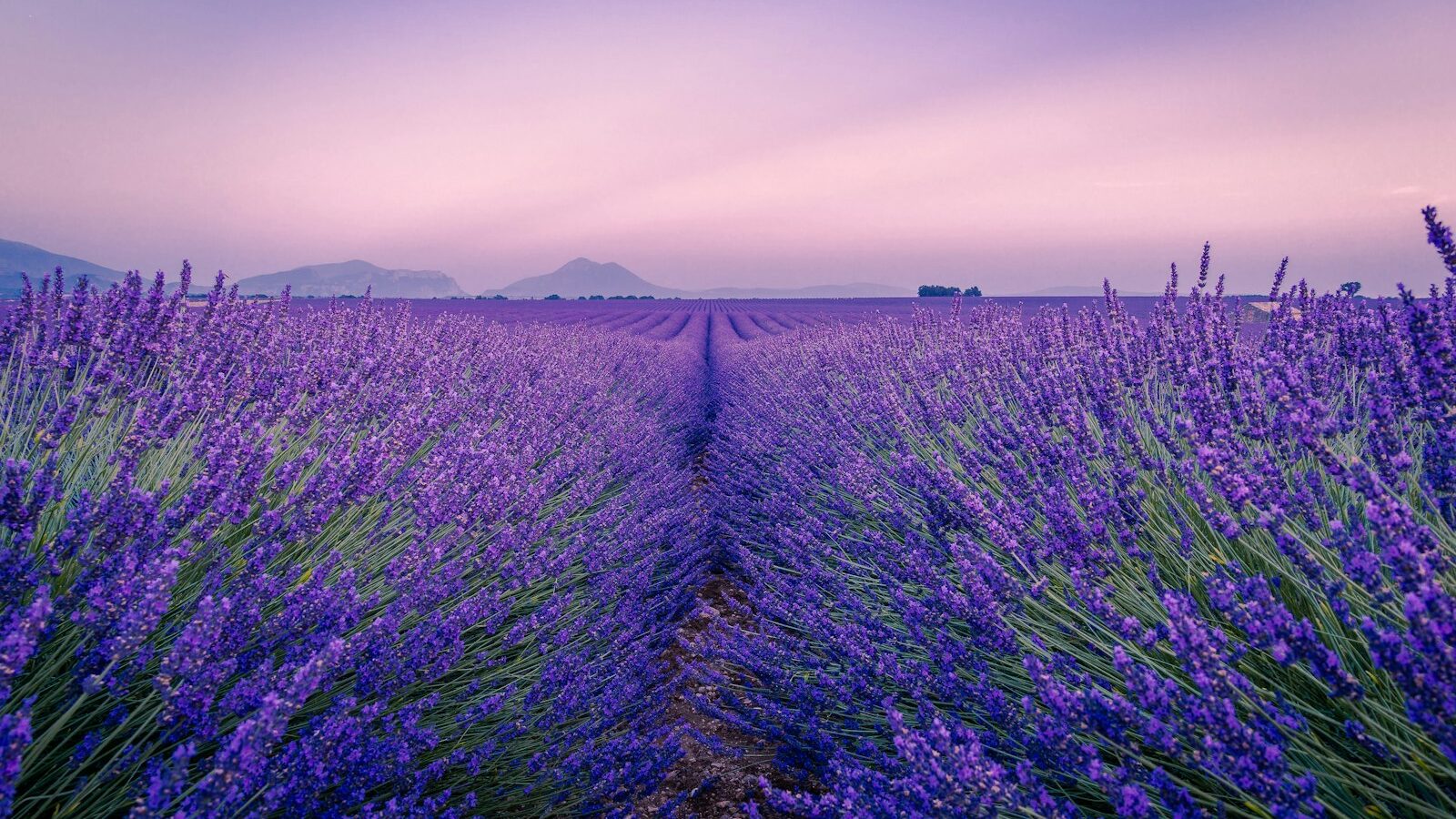 purple flower field under white sky during daytime