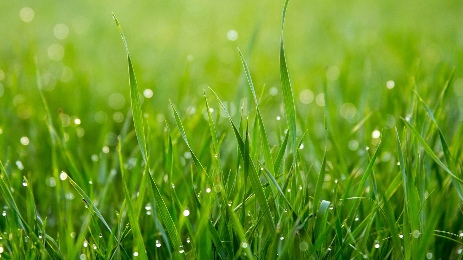 close photo of green grass